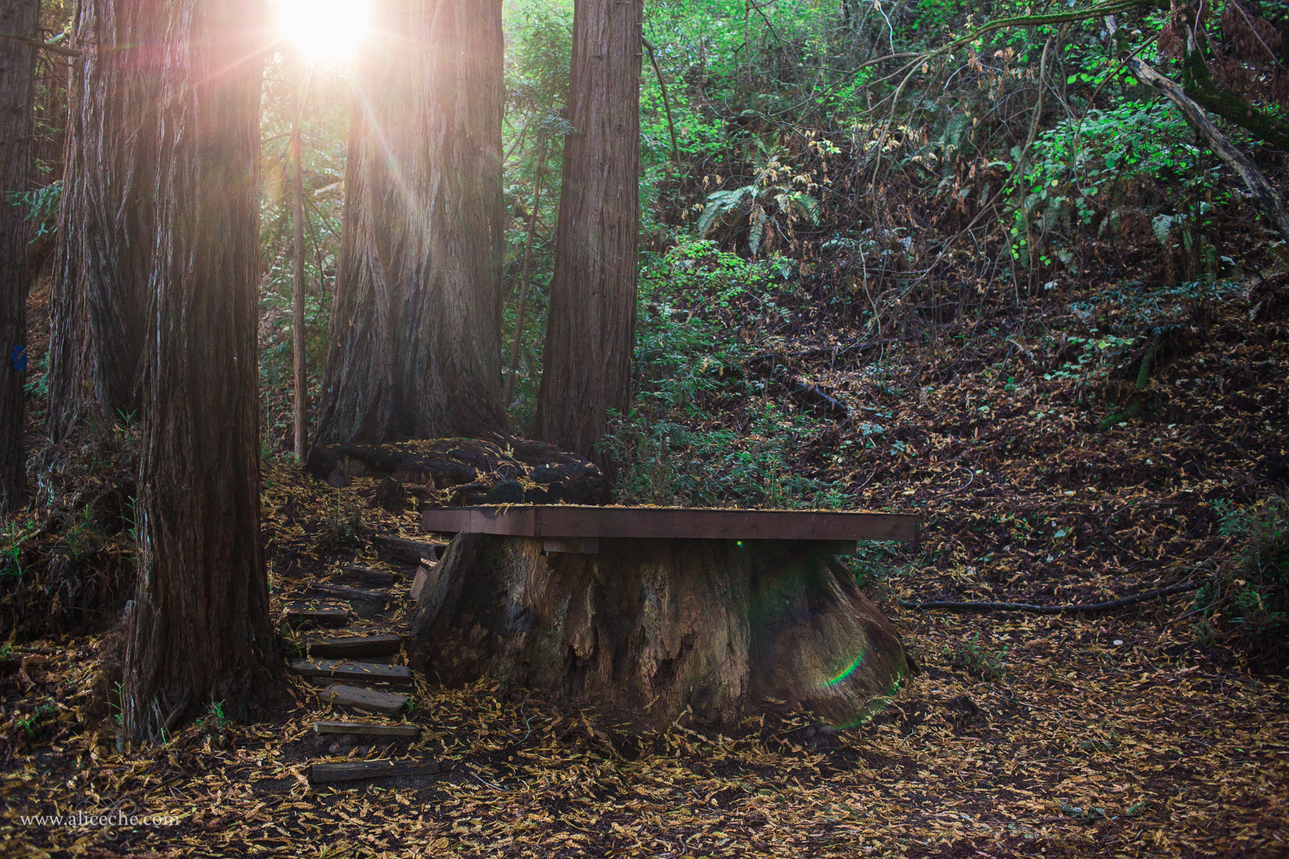 OVY Camp + Event Center Wedding Ceremony in Redwood Grove