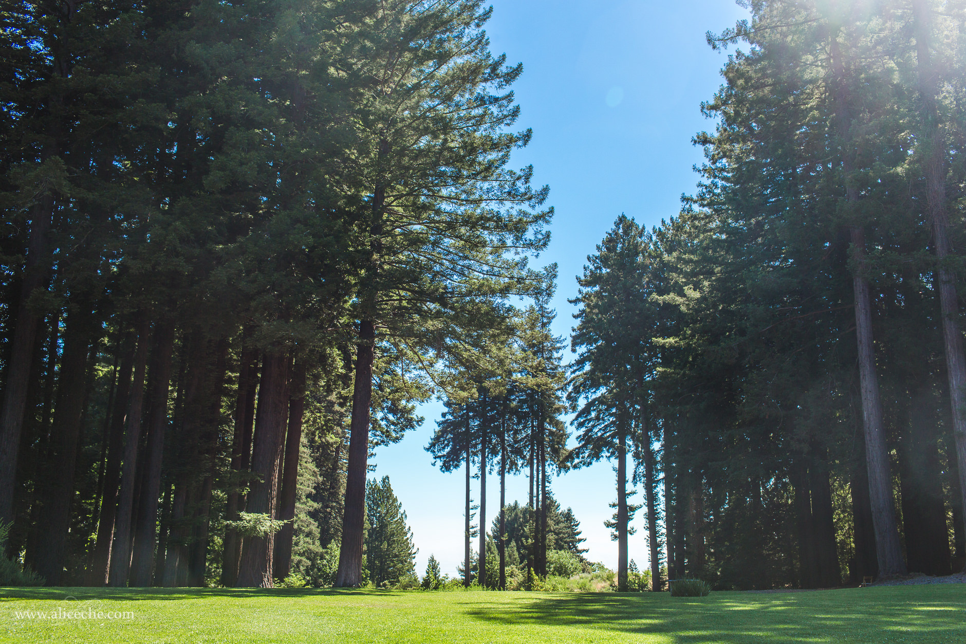 16 amazing wedding venues with redwoods in the san francisco bay area