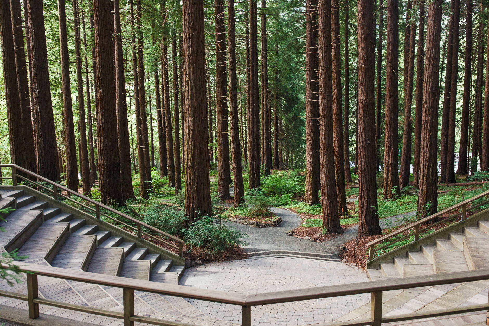 16 Amazing Wedding Venues With Redwoods In The San Francisco Bay Area Mather Redwood Grove Amphitheater For Wedding Ceremonies In Uc Berkeley Botanical Garden